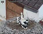 Capi_Dubne_20250626_092502.jpg