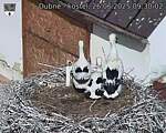 Capi_Dubne_20250626_093002.jpg