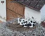 Capi_Dubne_20250626_094002.jpg