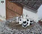 Capi_Dubne_20250626_094502.jpg