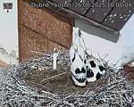 Capi_Dubne_20250626_100004.jpg