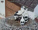 Capi_Dubne_20250626_102004.jpg