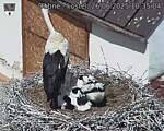 Capi_Dubne_20250626_103504.jpg