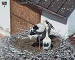 Capi_Dubne_20250626_104002.jpg