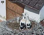 Capi_Dubne_20250626_105003.jpg
