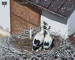 Capi_Dubne_20250626_105502.jpg
