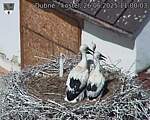 Capi_Dubne_20250626_110003.jpg