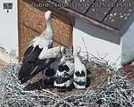 Capi_Dubne_20250626_111504.jpg
