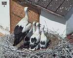 Capi_Dubne_20250626_112502.jpg