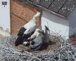 Capi_Dubne_20250626_115003.jpg