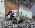 Capi_Dubne_20250626_115502.jpg