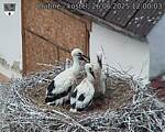 Capi_Dubne_20250626_120003.jpg