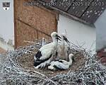 Capi_Dubne_20250626_120503.jpg