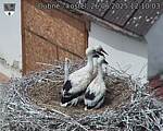 Capi_Dubne_20250626_121003.jpg