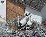 Capi_Dubne_20250626_122003.jpg