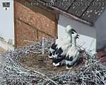Capi_Dubne_20250626_123003.jpg