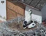 Capi_Dubne_20250626_123503.jpg