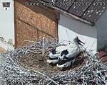 Capi_Dubne_20250626_124003.jpg