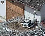 Capi_Dubne_20250626_124503.jpg
