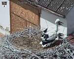 Capi_Dubne_20250626_125002.jpg