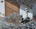 Capi_Dubne_20250626_125503.jpg