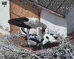 Capi_Dubne_20250626_130003.jpg