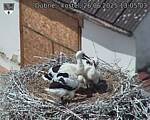 Capi_Dubne_20250626_130503.jpg