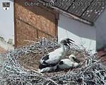 Capi_Dubne_20250626_131003.jpg