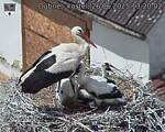 Capi_Dubne_20250626_132002.jpg