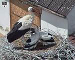 Capi_Dubne_20250626_132503.jpg