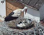 Capi_Dubne_20250626_133003.jpg