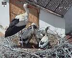 Capi_Dubne_20250626_133503.jpg