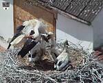 Capi_Dubne_20250626_134003.jpg