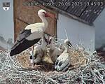 Capi_Dubne_20250626_134503.jpg