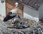 Capi_Dubne_20250626_135003.jpg