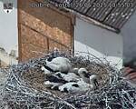 Capi_Dubne_20250626_135503.jpg