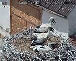 Capi_Dubne_20250626_140003.jpg