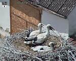 Capi_Dubne_20250626_140502.jpg