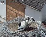 Capi_Dubne_20250626_141503.jpg
