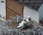 Capi_Dubne_20250626_142003.jpg