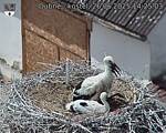 Capi_Dubne_20250626_142503.jpg