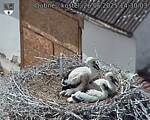 Capi_Dubne_20250626_143003.jpg