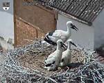 Capi_Dubne_20250626_143502.jpg