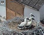 Capi_Dubne_20250626_144003.jpg