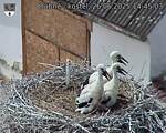 Capi_Dubne_20250626_144503.jpg