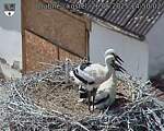 Capi_Dubne_20250626_145002.jpg