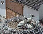 Capi_Dubne_20250626_145503.jpg