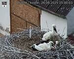 Capi_Dubne_20250626_150003.jpg