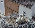 Capi_Dubne_20250626_151503.jpg