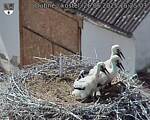 Capi_Dubne_20250626_152503.jpg